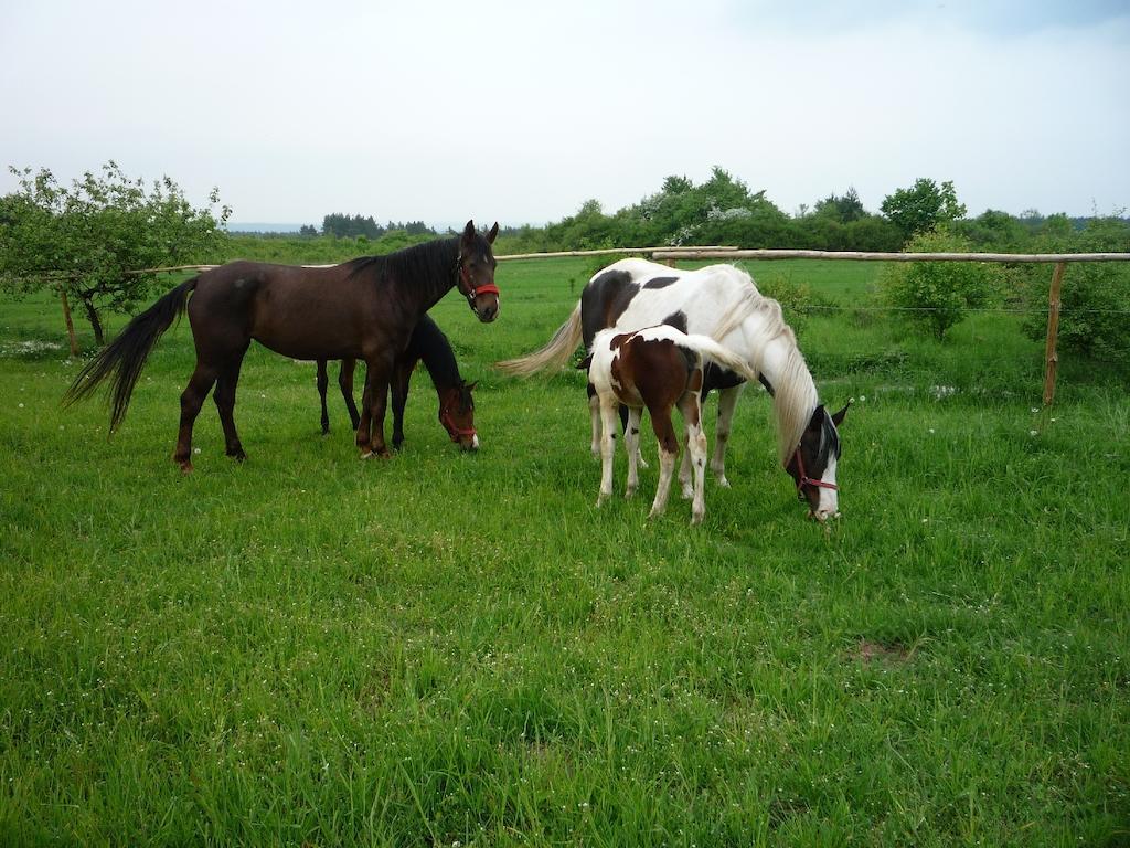Agroturystyka Pod Rumakiem Chęciny Esterno foto